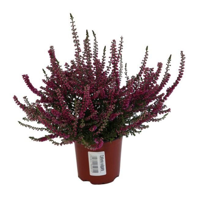 Calluna vulgaris sort fuld P11