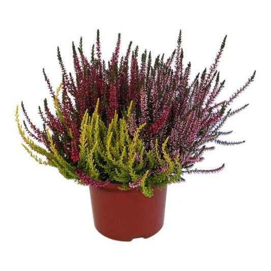 Calluna vulgaris Trio Girls C2
