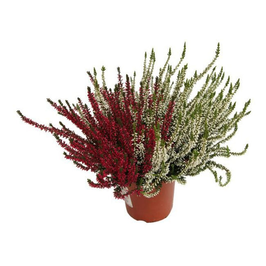 Calluna vulgaris Twingirls P13