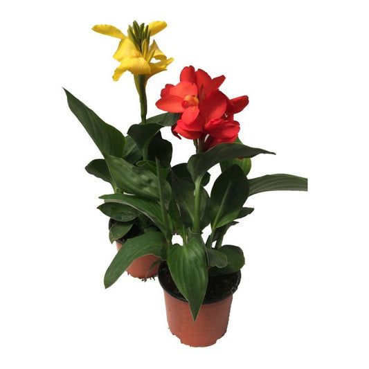 Canna i 14 cm potte