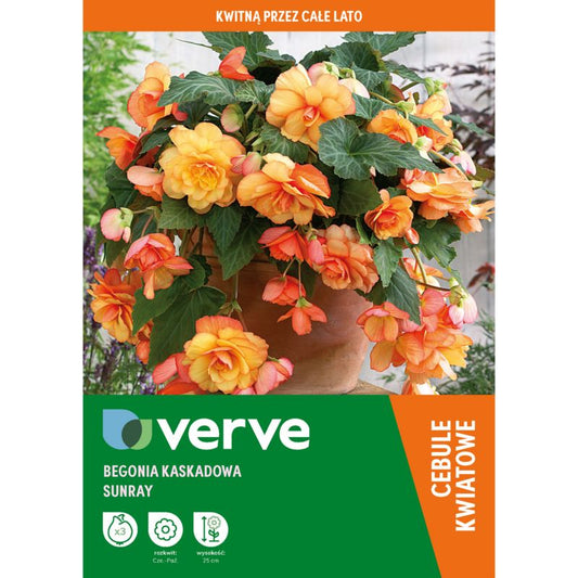 Begonier med kaskadeeffekt Verve Sunray, 3 stk.