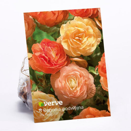 Begonier med dobbelte blomster Verve Pastel mix 10 stk.