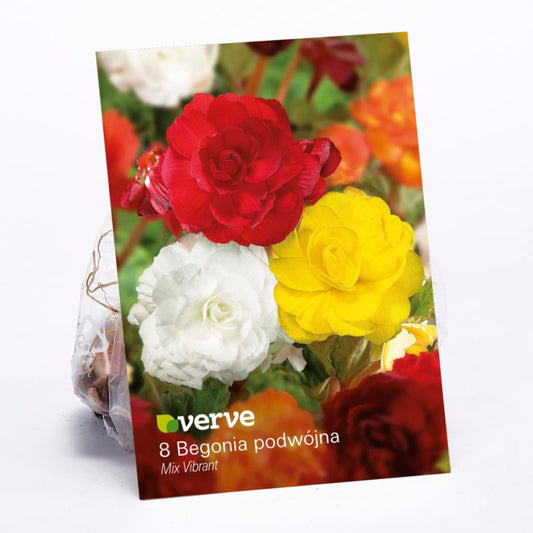 Begonier med dobbelte blomster Verve Vibrant mix 10 stk.