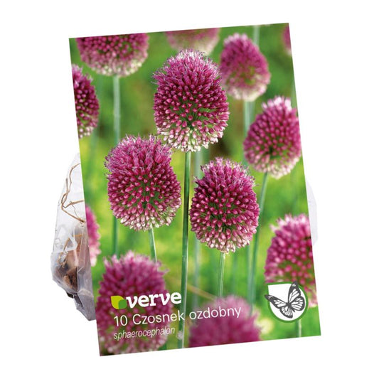 Verve Sphaerocephalon prydløg – 10 stk.
