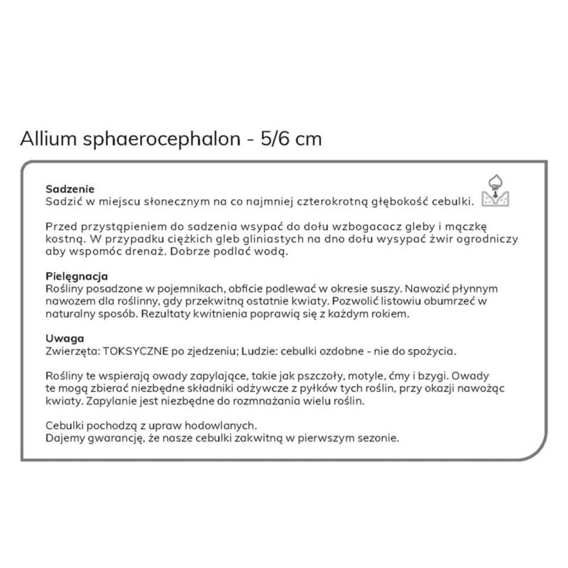 Verve Sphaerocephalon prydløg – 10 stk.