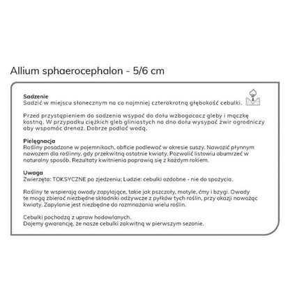 Verve Sphaerocephalon prydløg – 10 stk.