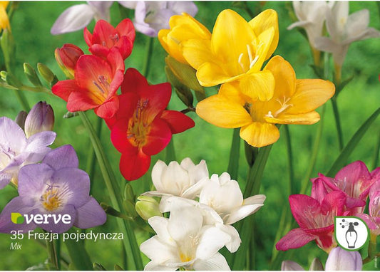 Freesia enkeltløg Verve mix 35 stk.