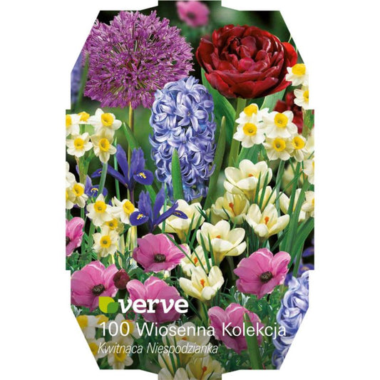 Forårsløg mix Verve Surprise 100 stk.