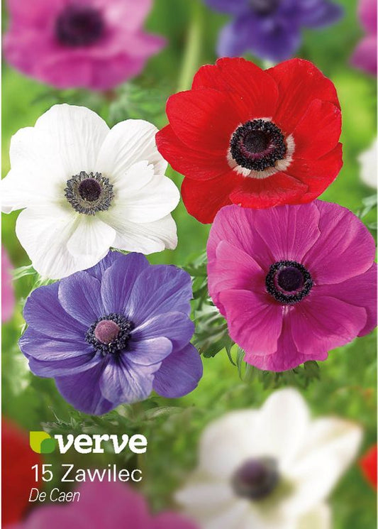 Forårs-anemone Verve De Caen løg 15 stk.