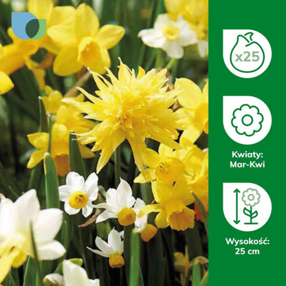 Narcis Verve mix løg