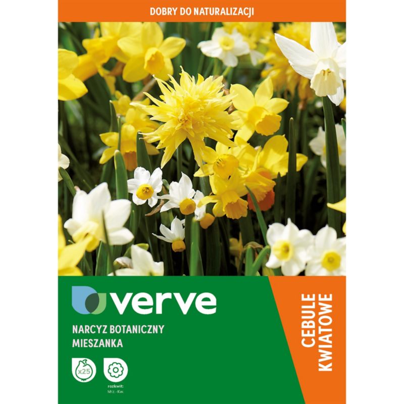 Narcis Verve mix løg