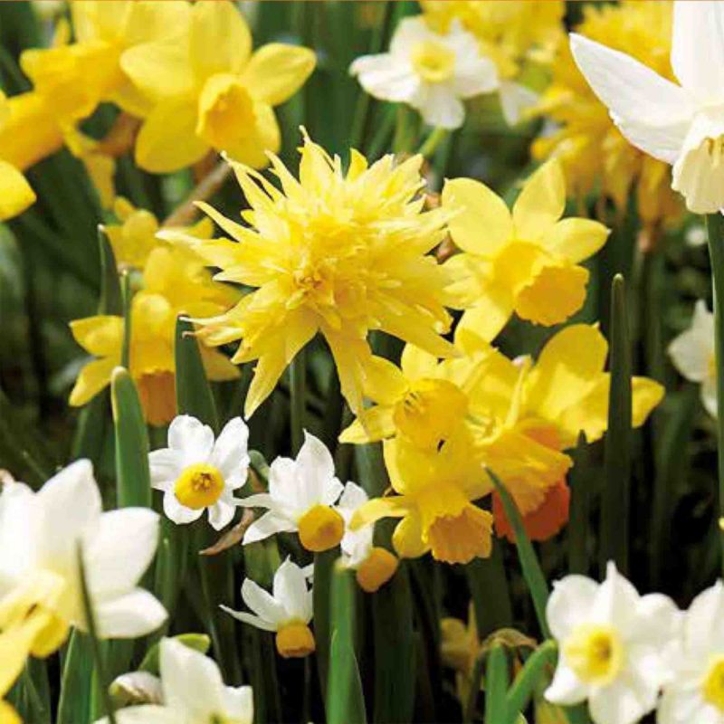 Narcis Verve mix løg