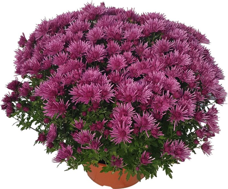 Ekstra småblomstret krysantemum