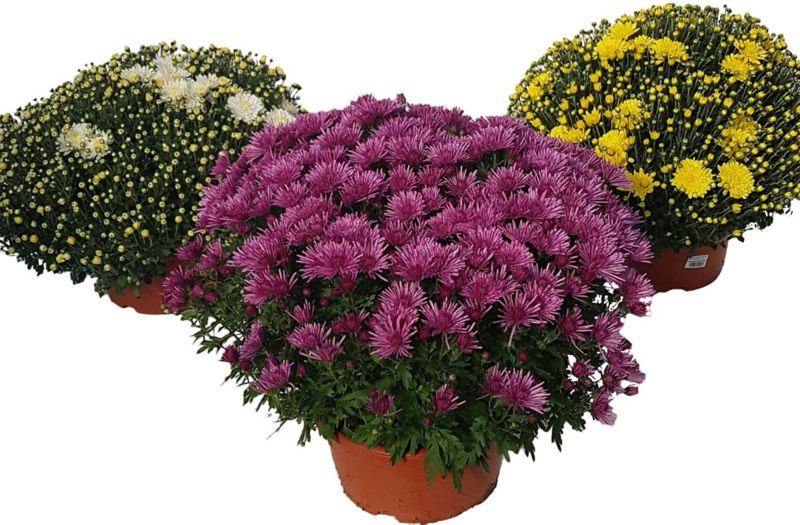 Ekstra småblomstret krysantemum