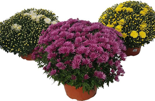 Ekstra småblomstret krysantemum