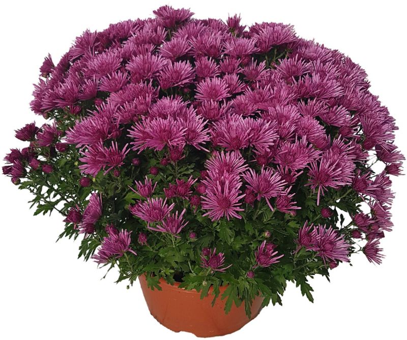Ekstra småblomstret krysantemum