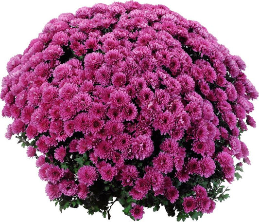 Chrysanthemum småblomstret skål 21 cm