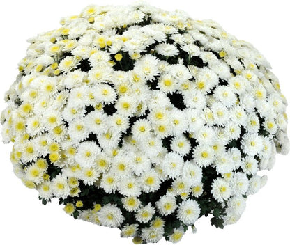Chrysanthemum småblomstret skål 21 cm