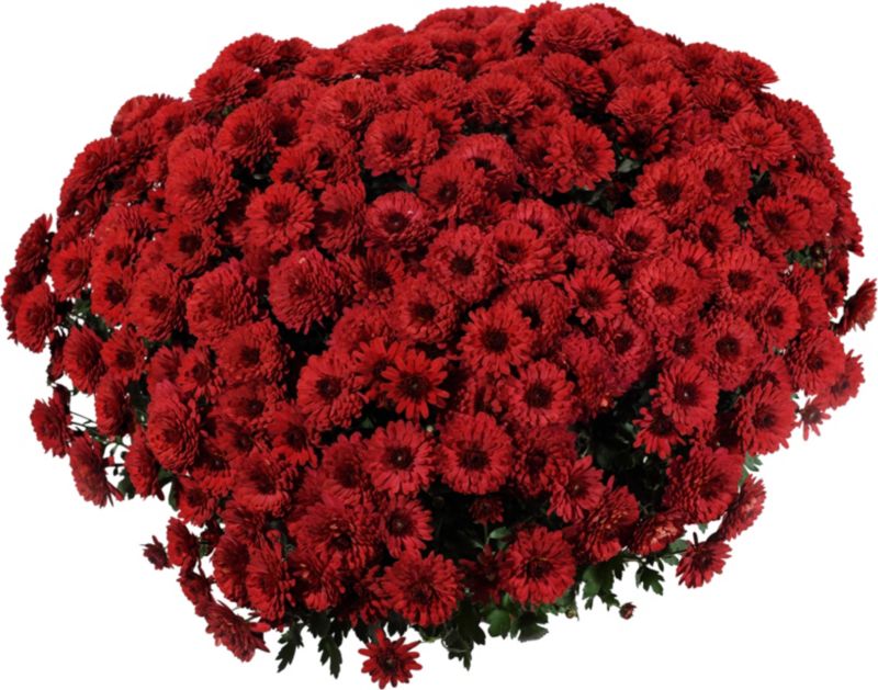 Chrysanthemum småblomstret skål 21 cm