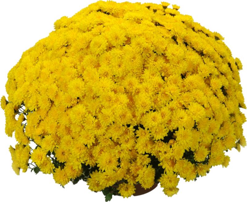 Chrysanthemum småblomstret skål 21 cm