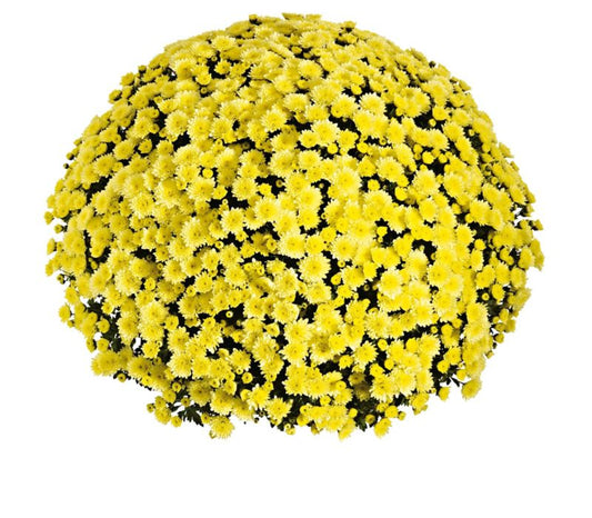 Stor krysantemum i skål 21 cm