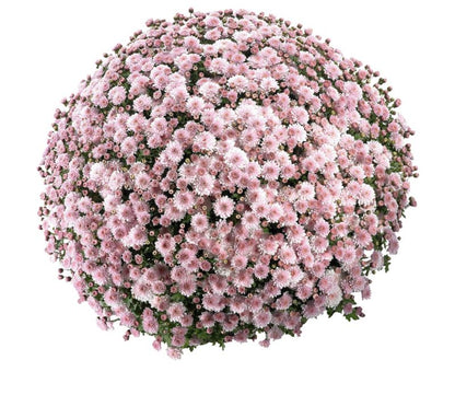 Stor krysantemum i skål 21 cm