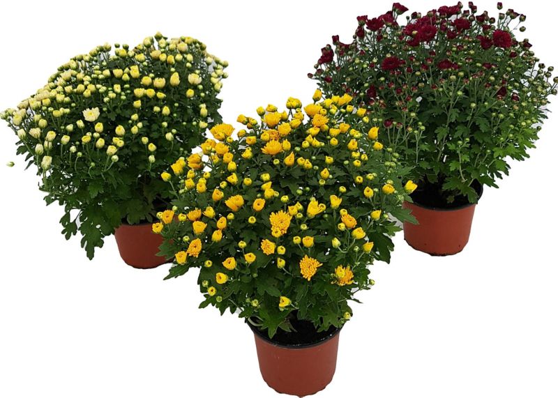 Lille krysantemum 12 cm mix