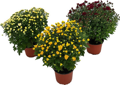 Lille krysantemum 12 cm mix