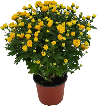 Lille krysantemum 12 cm mix