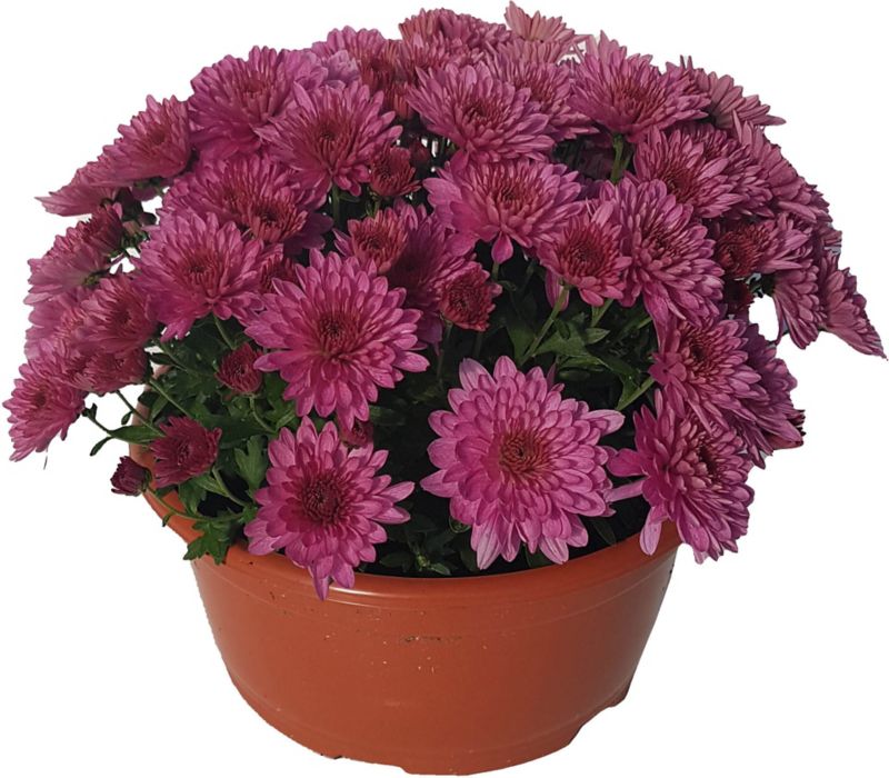 Lille krysantemum