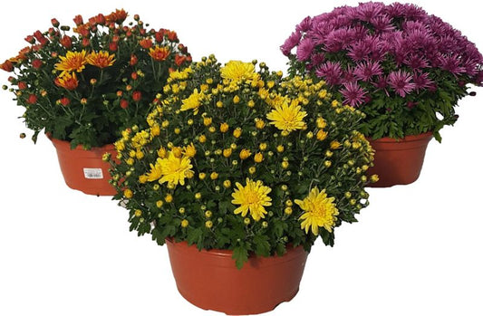 Havekrysantemum