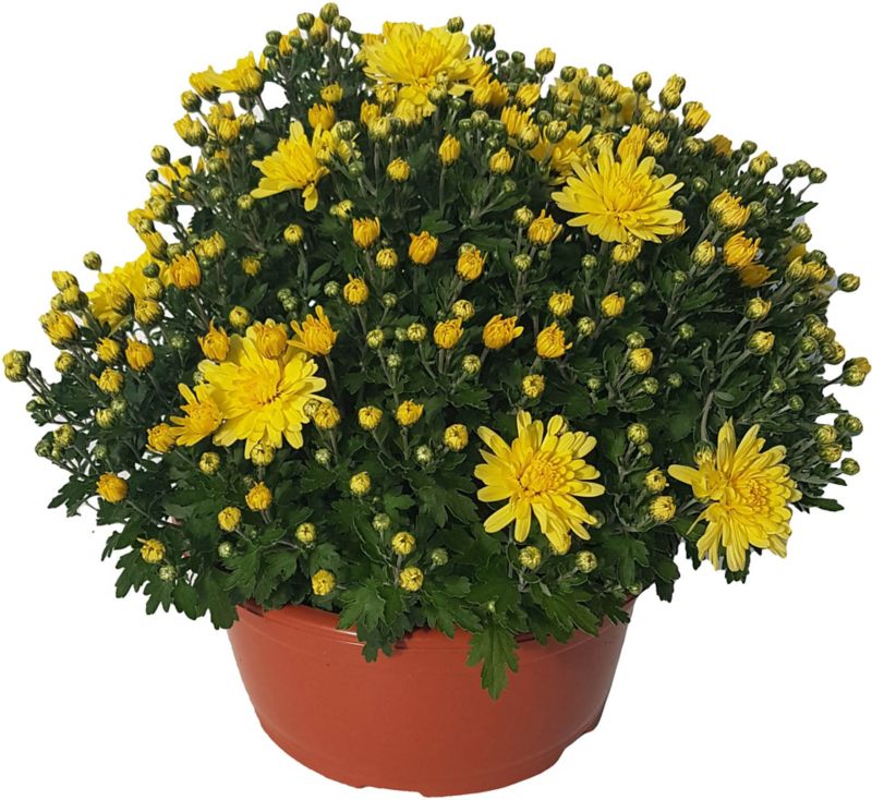 Havekrysantemum