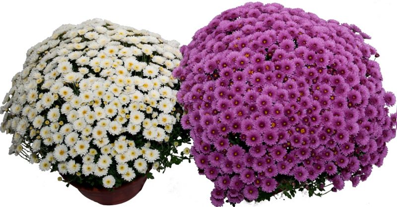 Selvgrenende krysantemum 21 cm