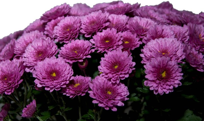 Selvgrenende krysantemum 21 cm
