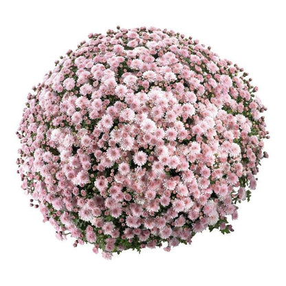 Selvstændigt voksende krysantemum i skål 21 cm