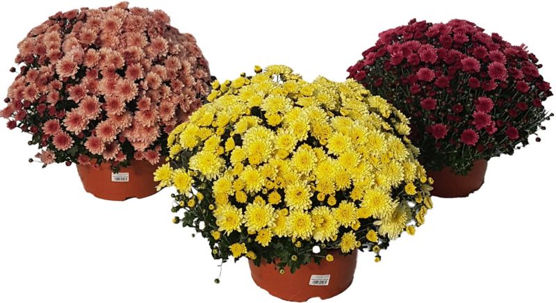 Selvstændigt voksende krysantemum i skål 21 cm
