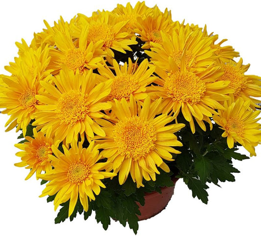 Mellemstore chrysanthemumblomster