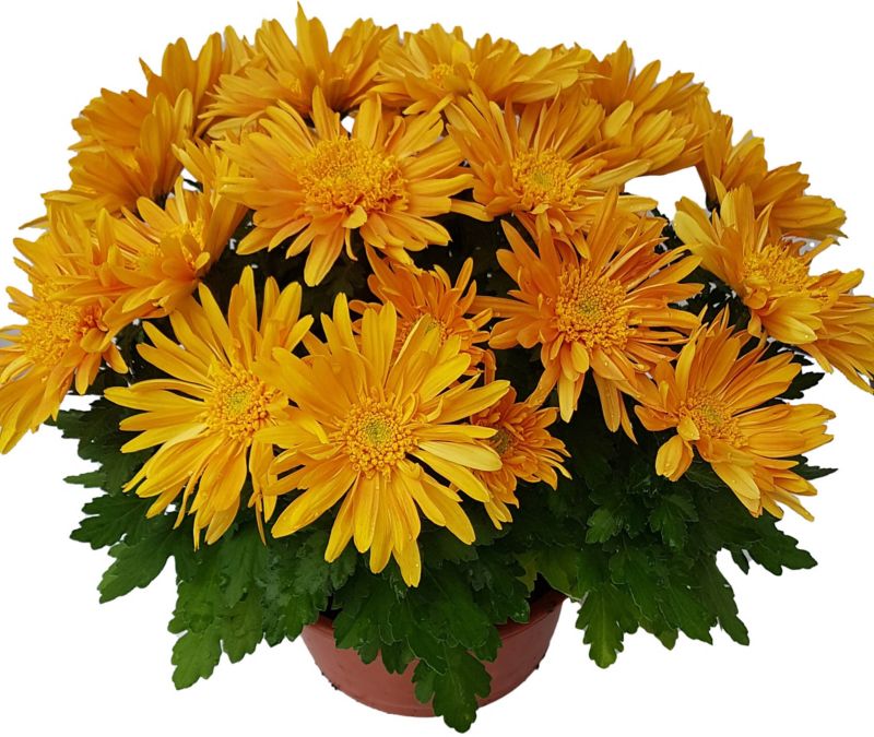 Mellemstore chrysanthemumblomster