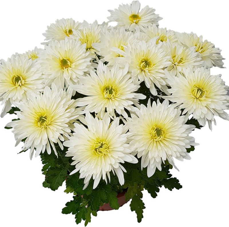 Mellemstore chrysanthemumblomster
