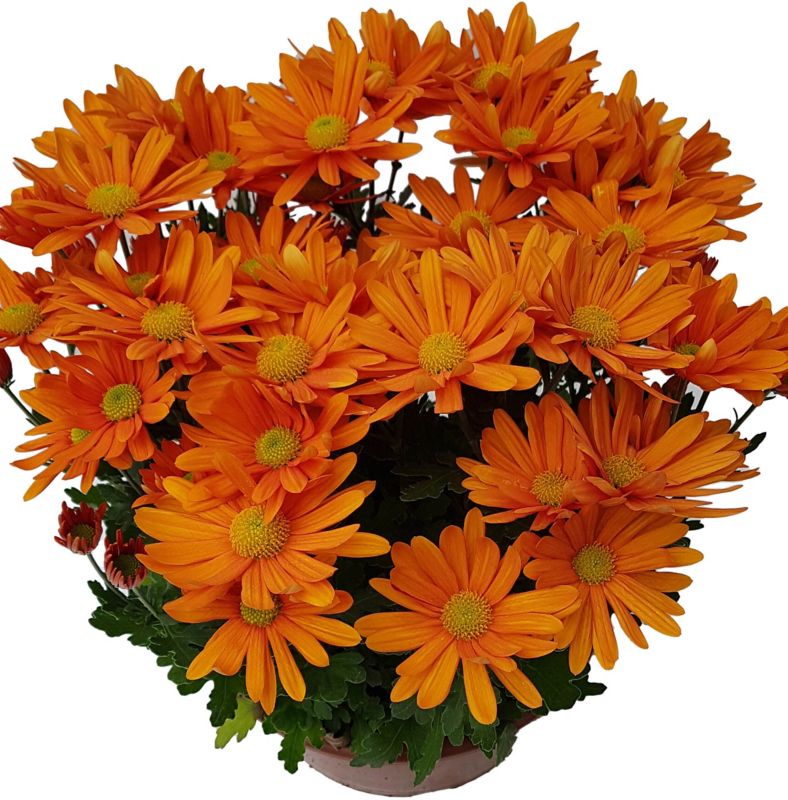 Mellemstore chrysanthemumblomster