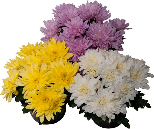 Chrysanthemum Time 17 cm – farverig og holdbar efterårsbuket