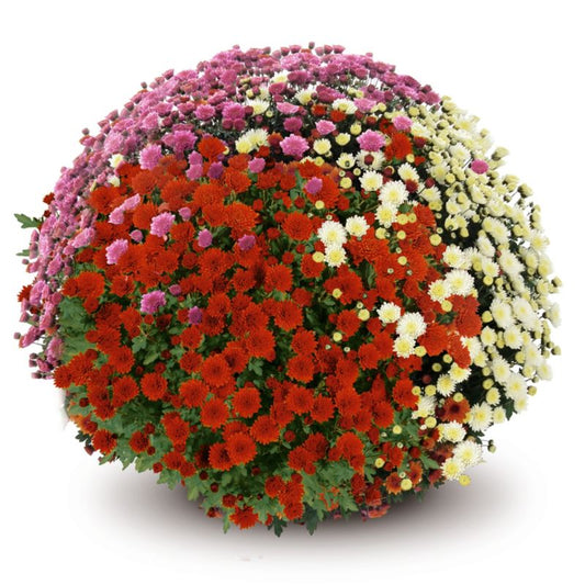 Chrysanthemum Trio selvkrybende