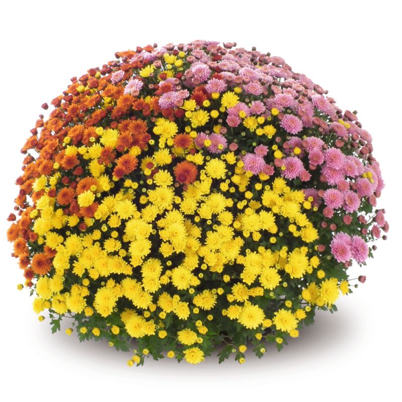 Chrysanthemum Trio selvkrybende
