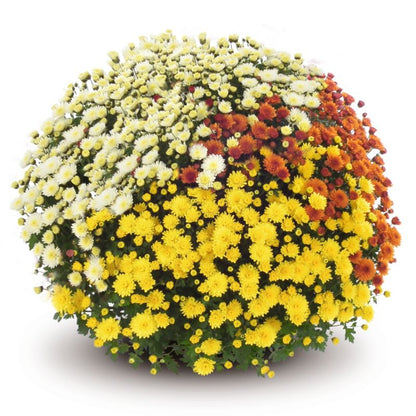 Chrysanthemum Trio selvkrybende