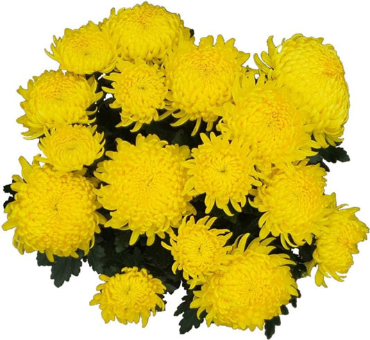 Storblomstret krysantemum i skål