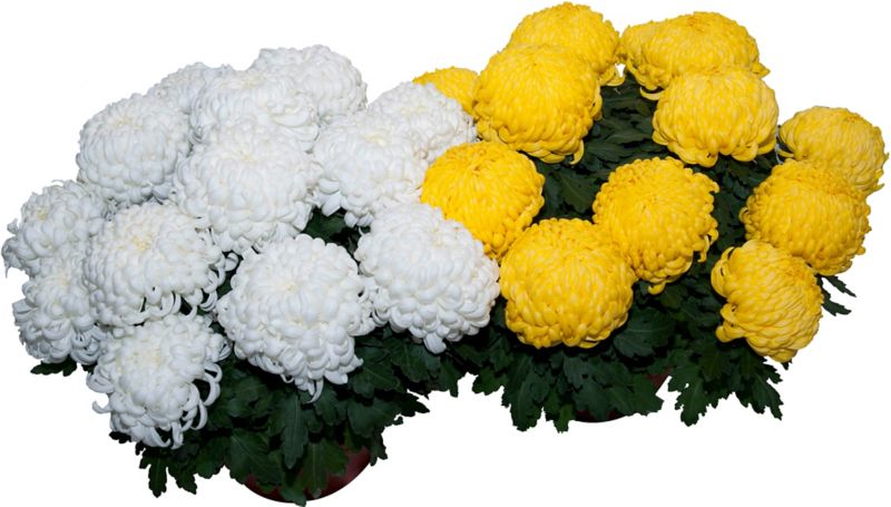 Multiblomstret krysantemum 21 cm