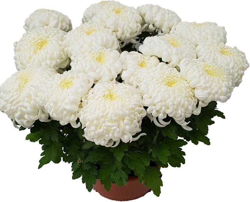 Ekstra flerblomstret krysantemum