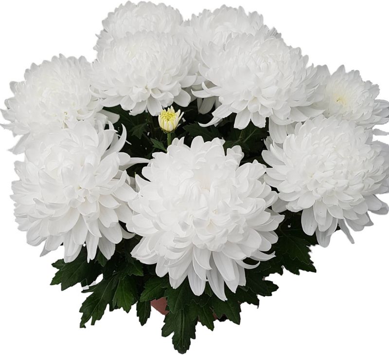 Ekstra flerblomstret krysantemum