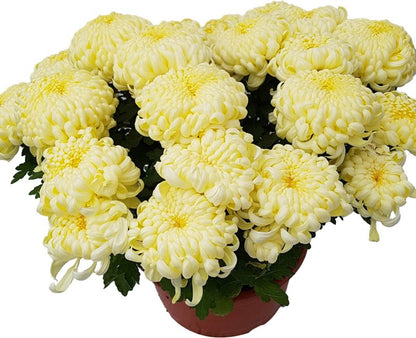 Ekstra flerblomstret krysantemum