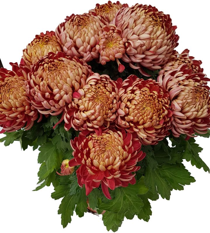Ekstra flerblomstret krysantemum